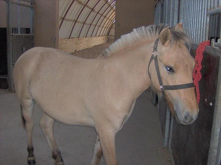 Fjordhest Philipa billede 4