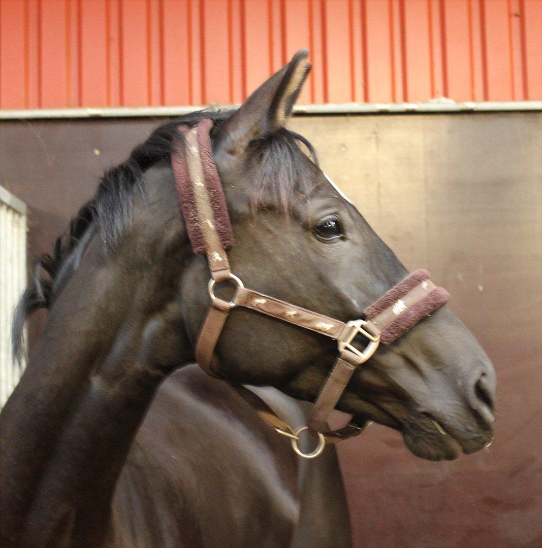 Dansk Varmblod Zoffia billede 4