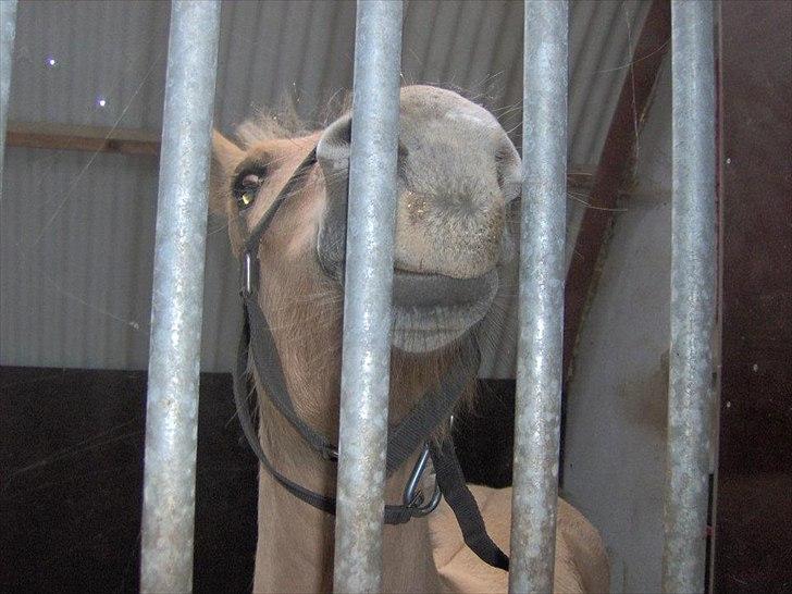 Fjordhest Philipa billede 5