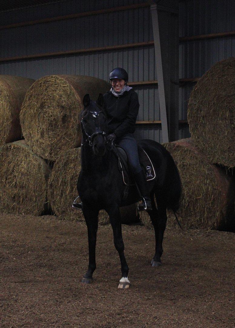 Dansk Varmblod Zoffia billede 6