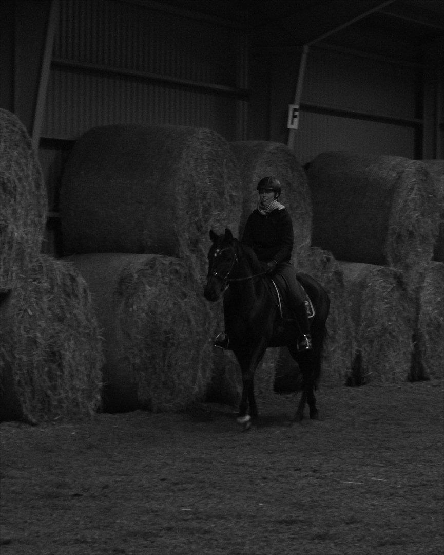 Dansk Varmblod Zoffia billede 7