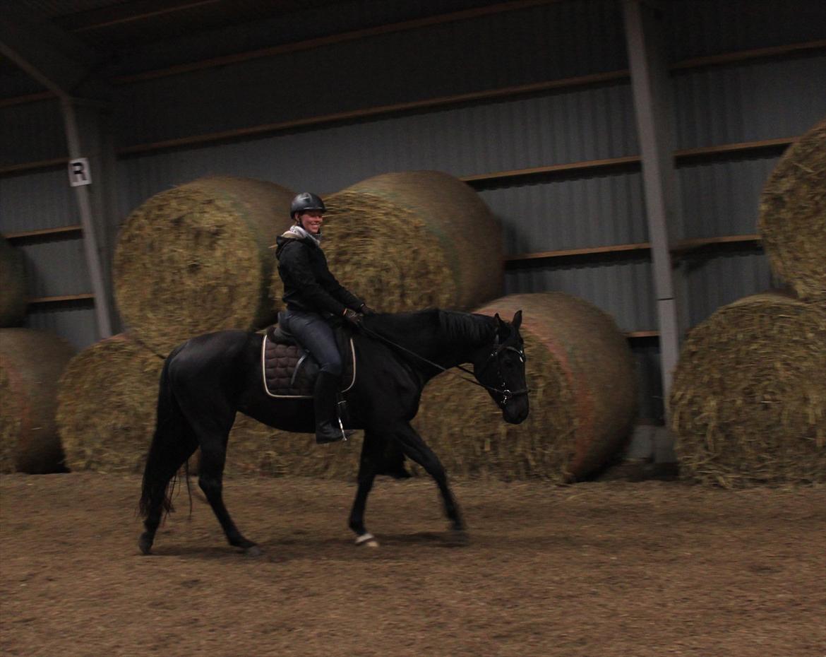 Dansk Varmblod Zoffia billede 8