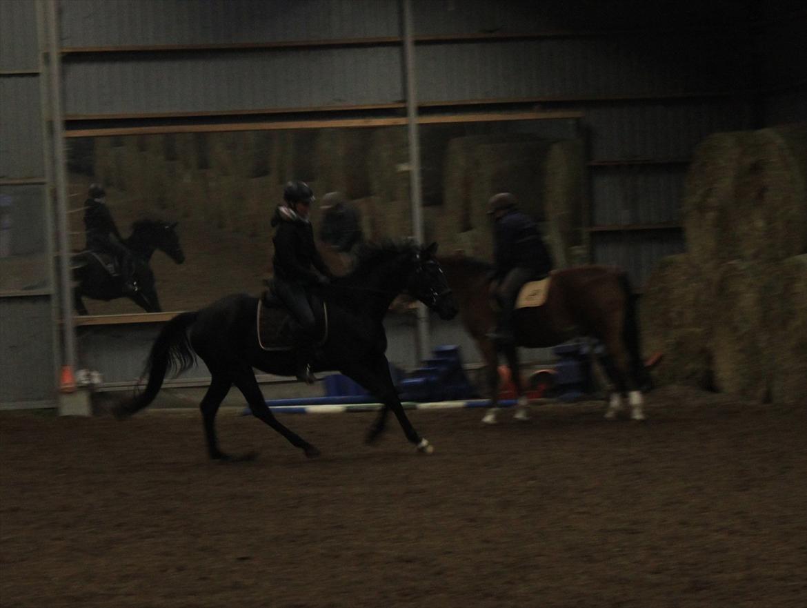 Dansk Varmblod Zoffia billede 9