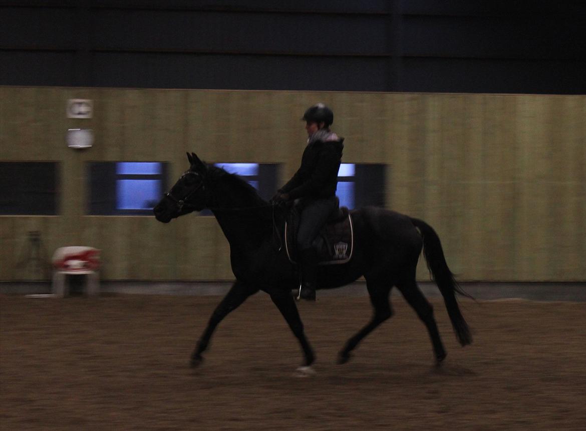 Dansk Varmblod Zoffia billede 10