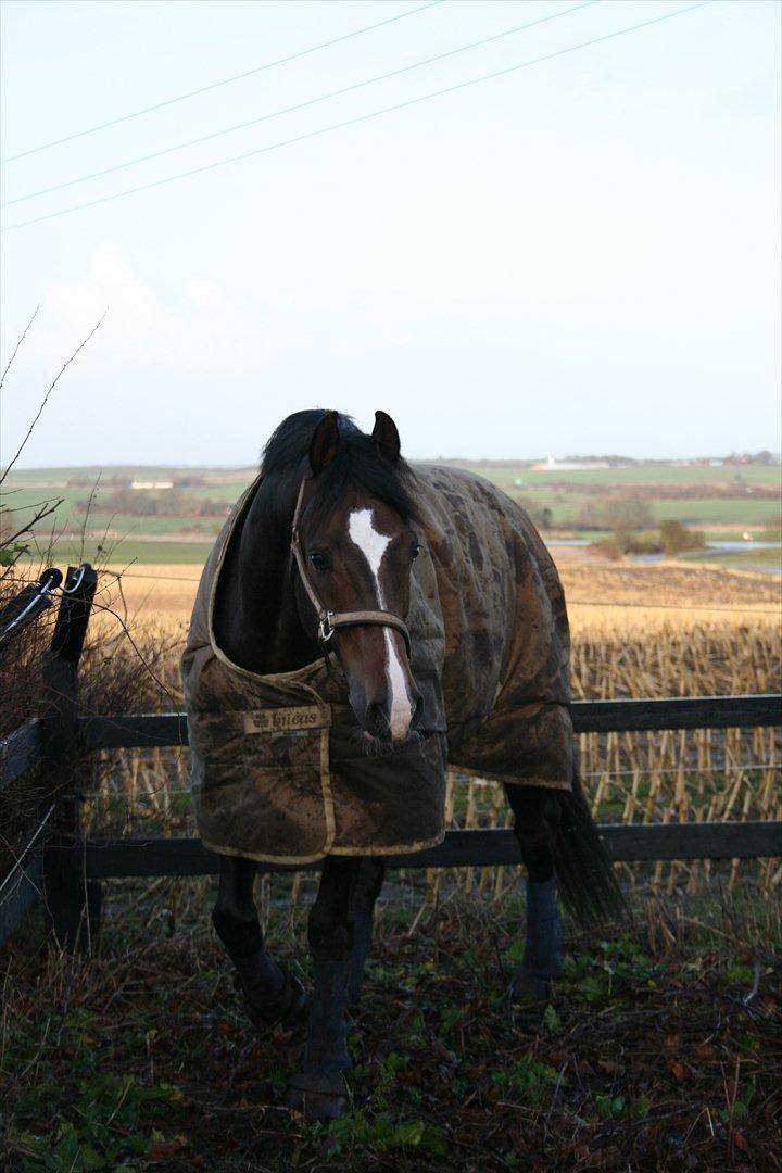 Dansk Varmblod Stærebogårds Cargo billede 2