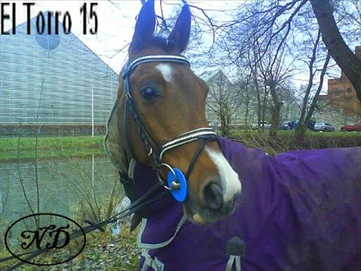 Anden særlig race El torro 15(aflivet:'/ - 5. elmer på Borgen - model for en der solgt hovedetøjer med sten - fantastisk smuk! billede 5