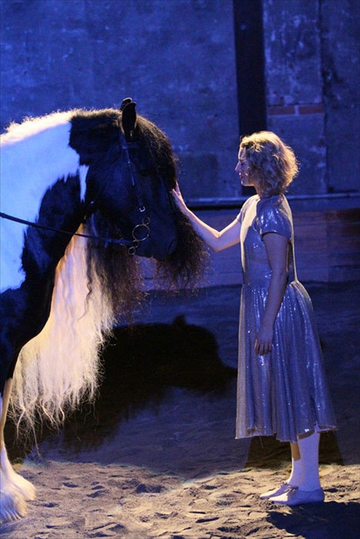 Irish Cob Lord Wellington Of England ( Welle) billede 19