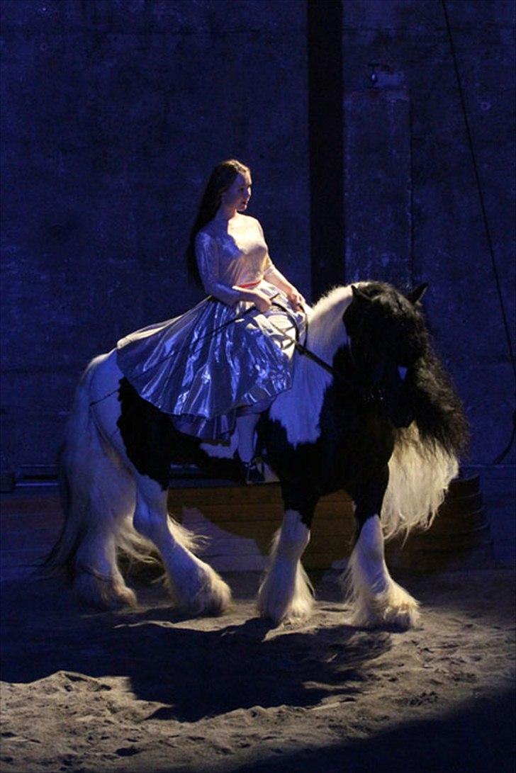 Irish Cob Lord Wellington Of England ( Welle) billede 13