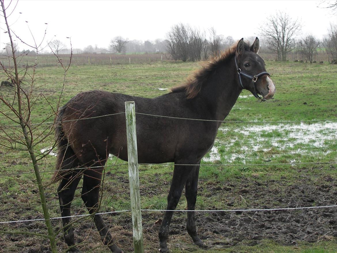 Pura Raza Española Campanero *Æseløre* - Æsel som lille billede 15