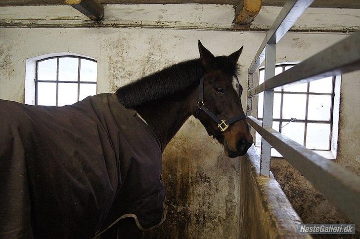 Anden særlig race Medoris  - Me do ris ! Foto: Marcus  billede 20