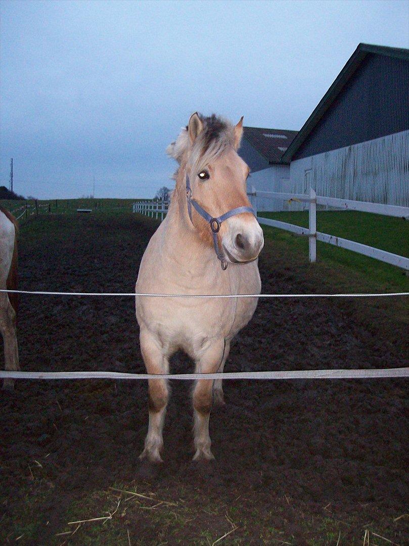 Fjordhest østermark bulder  billede 2