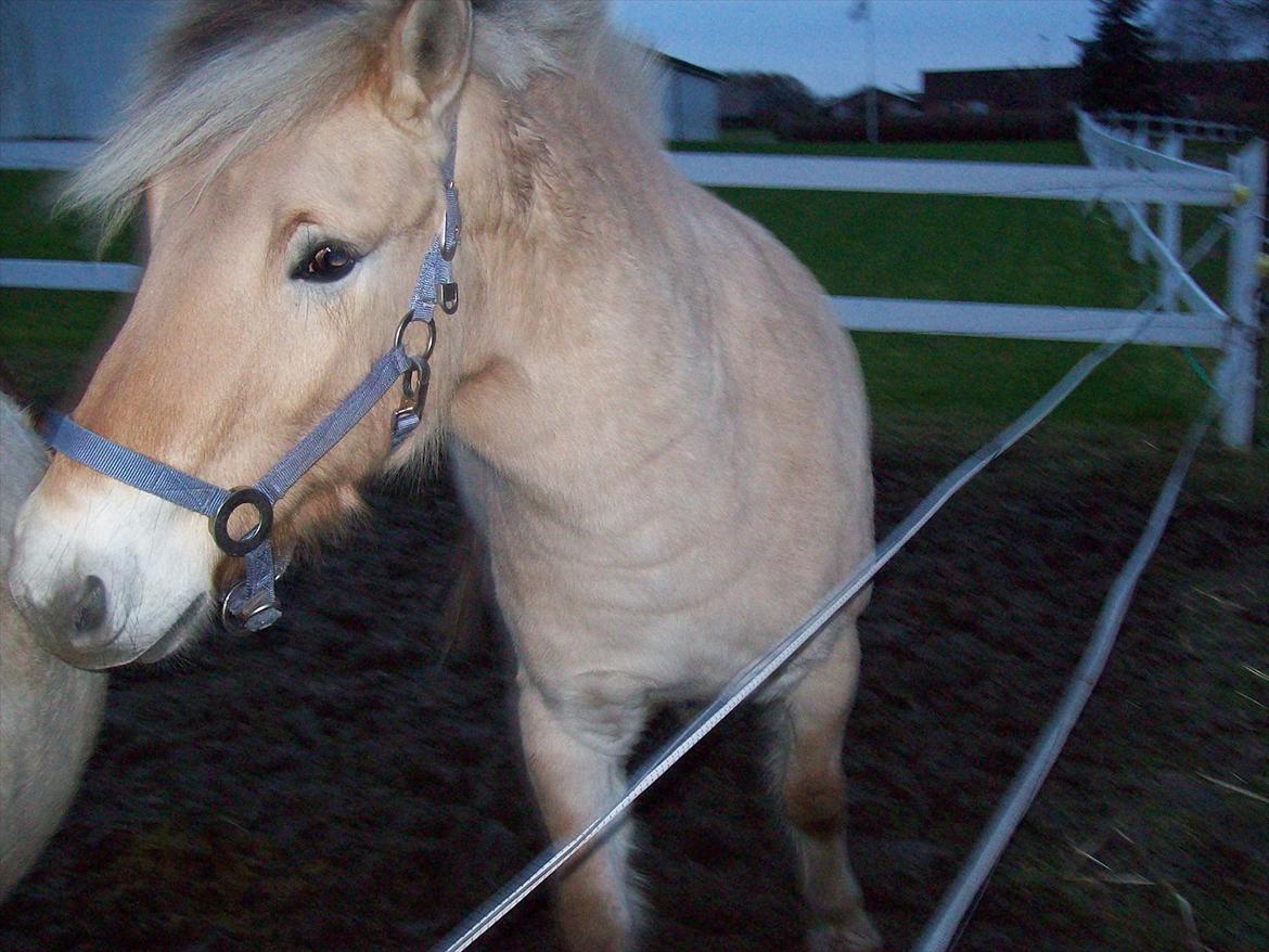 Fjordhest østermark bulder  billede 5