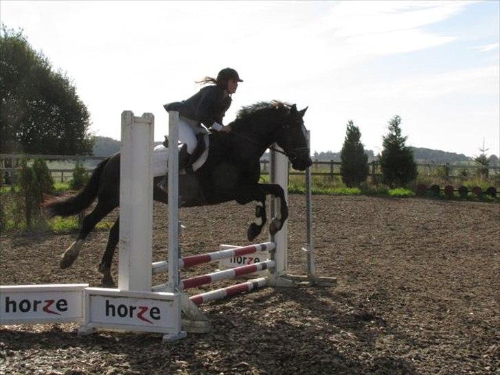 Welsh Cob (sec D) jet jewel "jj" *solgt* billede 20