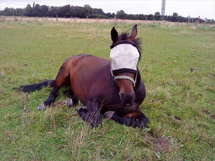 Oldenborg O'malley  - O'malley nyder virkelig hans sommerferie. billede 20