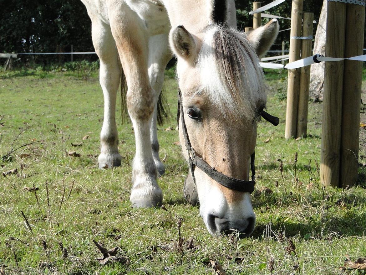 Fjordhest Tronto billede 11
