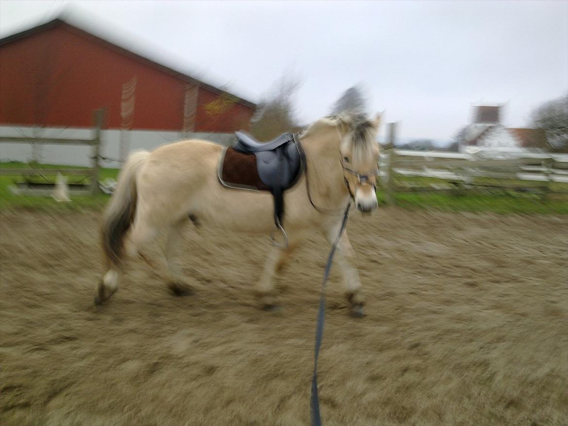 Fjordhest østermark bulder  billede 9