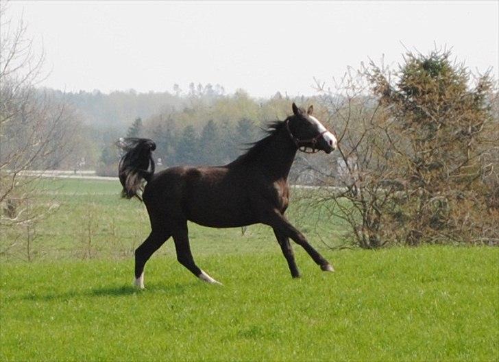 Oldenborg Beauty - Skønt med noget sommer billede 17