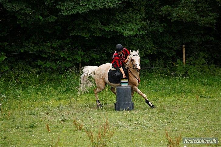 Anden særlig race WILD SECRET. BLINKENDE STJERNE - At forstå hinanden er ikke så vigtigt som at acceptere hinanden..  billede 10