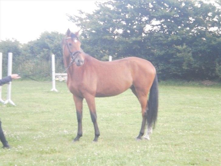 Tysk Varmblod Bjerglunds Wiska - Nyvasket og klippet (september 2011) billede 8