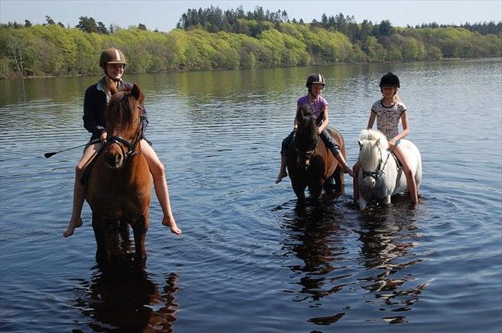 New Forest Flintdales Eminent - Når det er dejligt vejr og man har sommer ferie så tager man da en tur ned til søen! billede 13