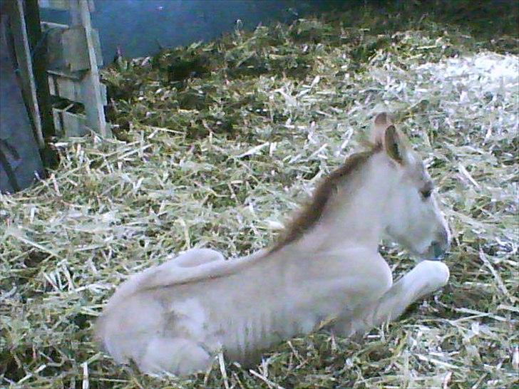 Anden særlig race Prins Brutus - Brutus som baby!! :-') <3<3. billede 12