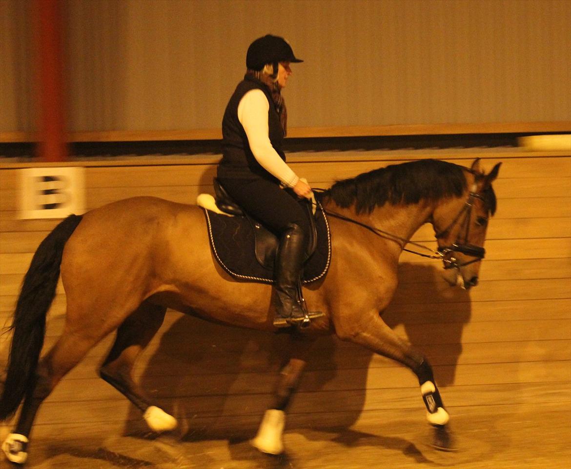 Dansk Varmblod Tanholms Triumph - En af de første dage vi havde hende.:-) billede 7