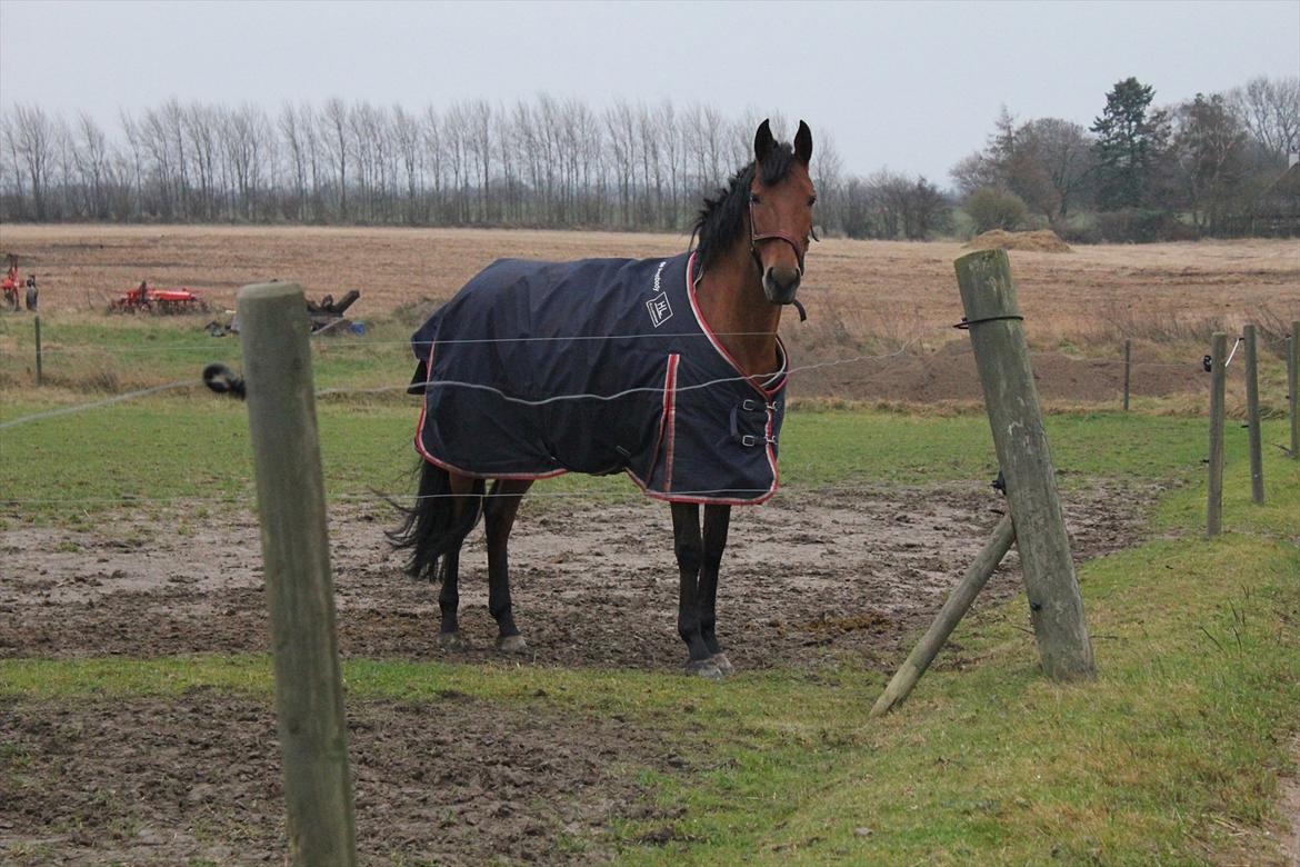 Dansk Varmblod Tanholms Triumph billede 8