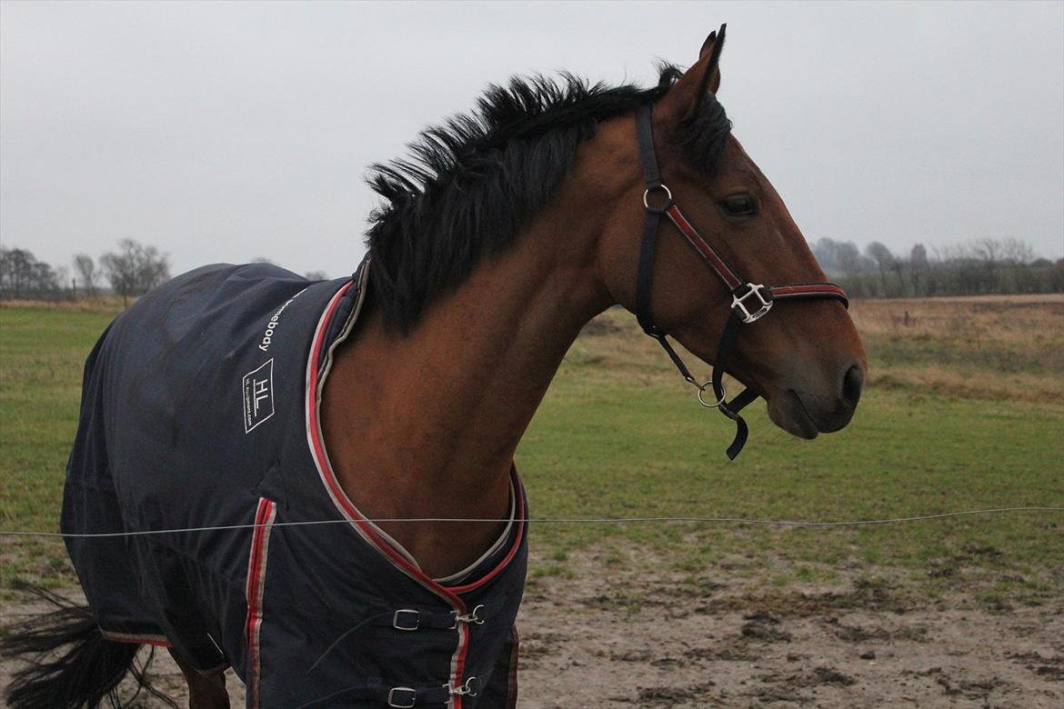 Dansk Varmblod Tanholms Triumph billede 9