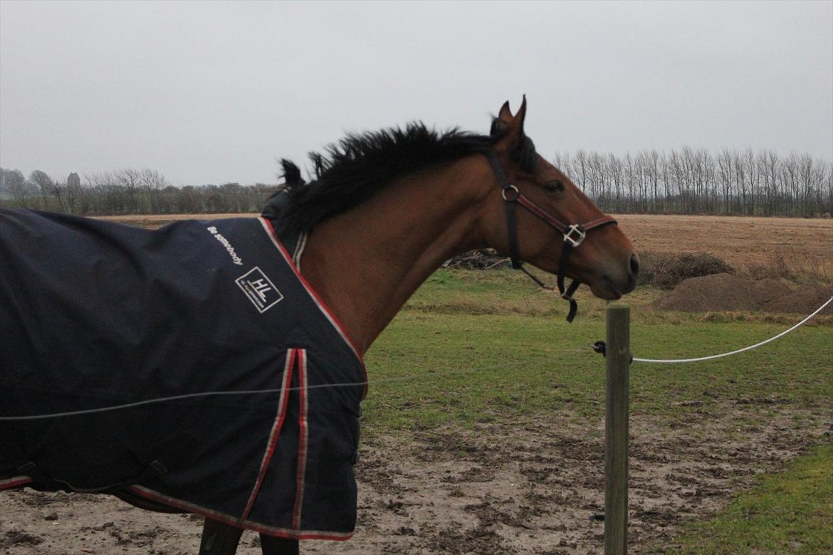 Dansk Varmblod Tanholms Triumph billede 10