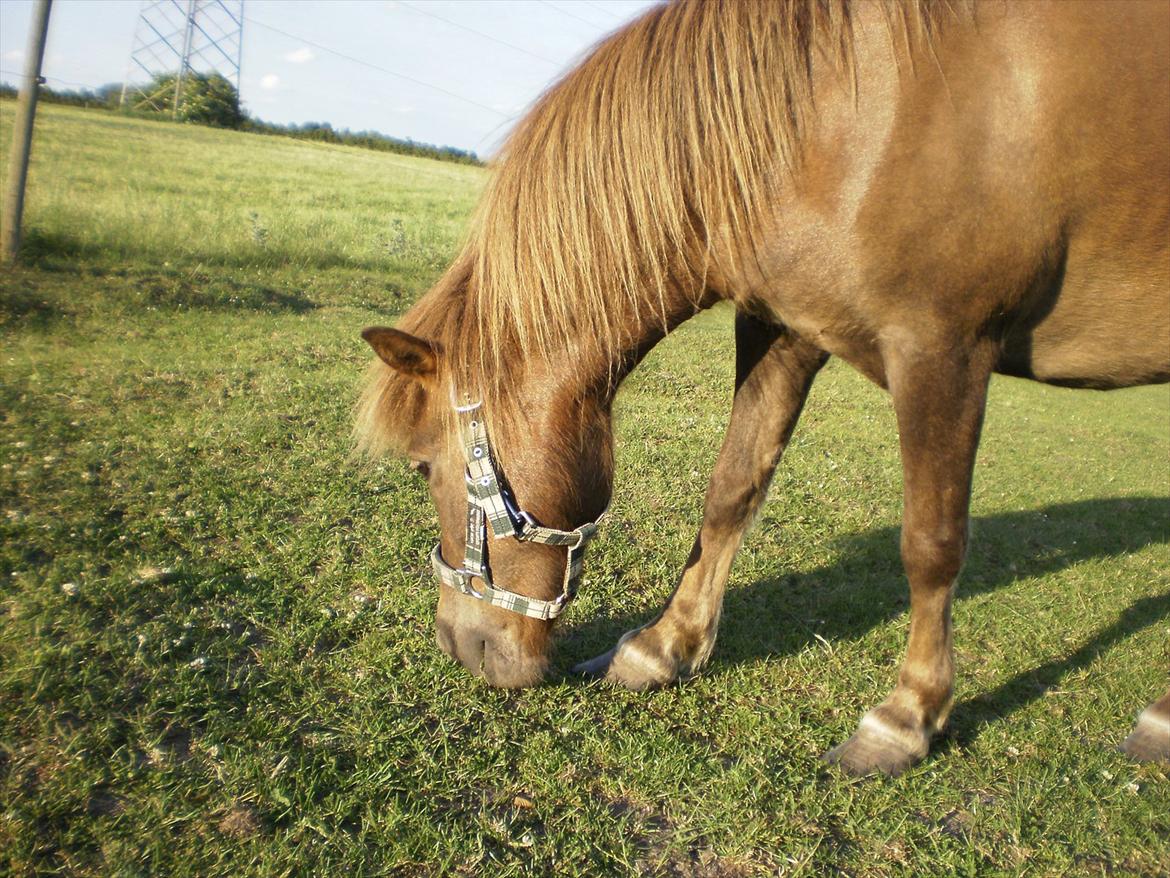 Anden særlig race Lotte - Lotte græser :D billede 6