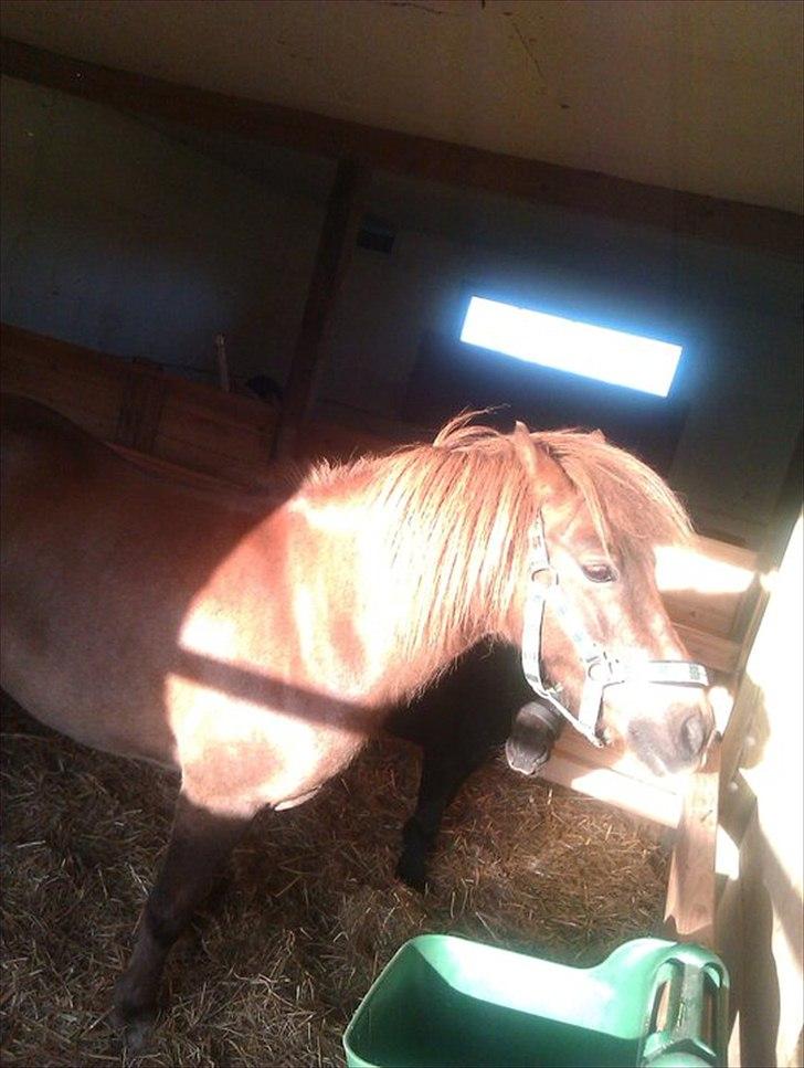 Anden særlig race Lotte - Lotte i sin gamle  bok :) Lyset fanger hende :D billede 3