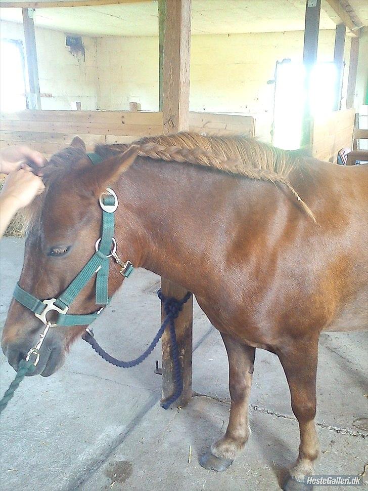 Anden særlig race Lotte - Lotte der bliver finpusset :) billede 4