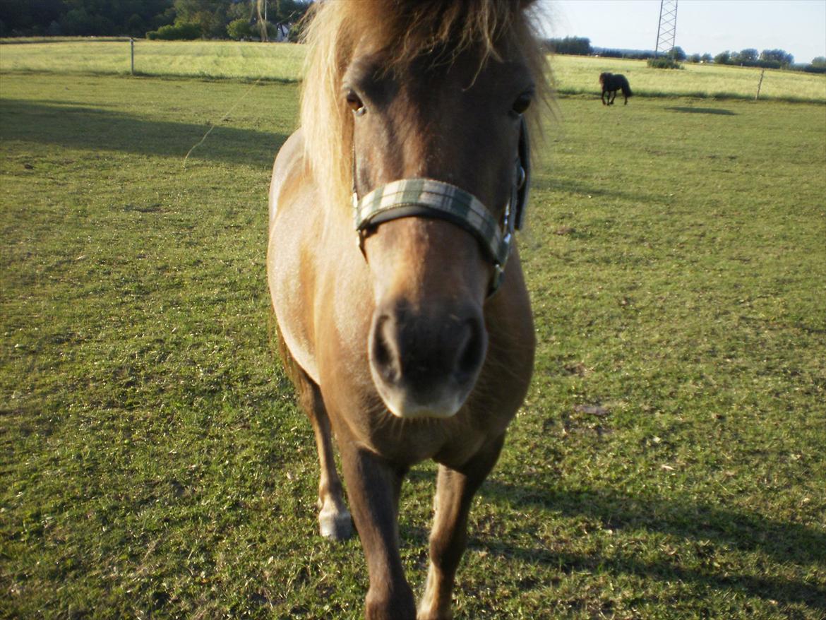 Anden særlig race Lotte - Din nysgerige pony! :D billede 7