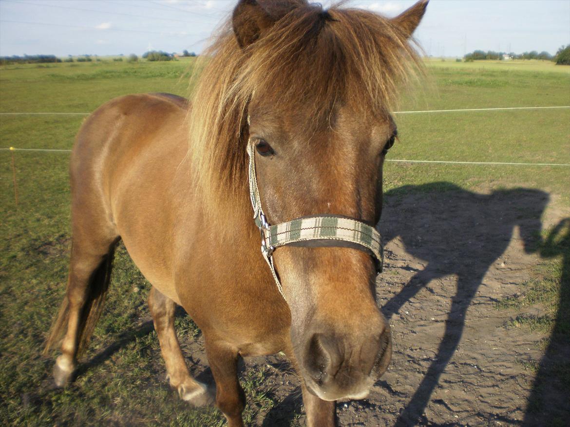 Anden særlig race Lotte -  "Hvad laver du moarh ??" Haha.. :D billede 8