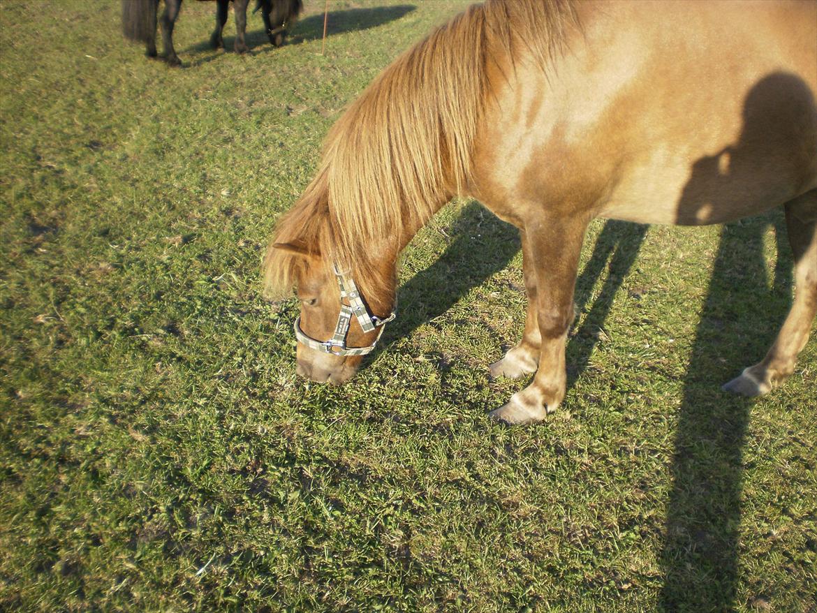 Anden særlig race Lotte - Guf guf.. :D billede 9