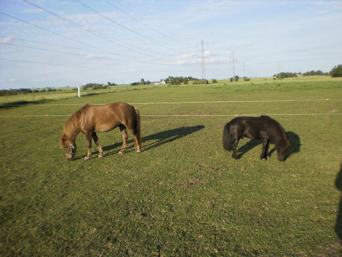 Anden særlig race Lotte - Lotte og Sharon :D billede 10