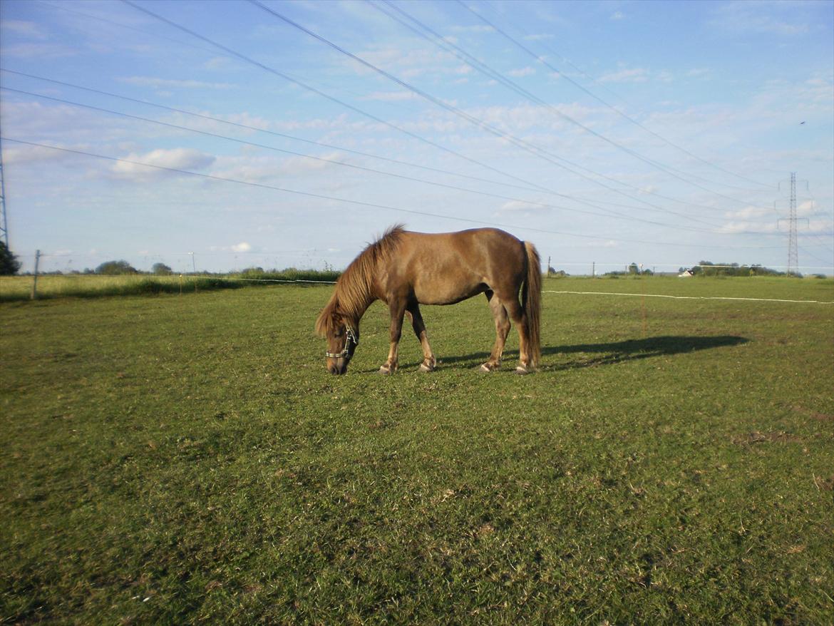 Anden særlig race Lotte - Krut uglen på marken :D billede 11