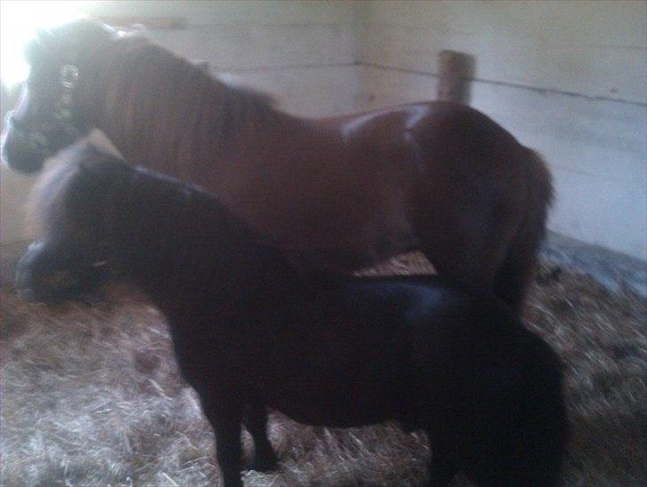 Anden særlig race Lotte - Lotte og Sharon i deres gamle boks :D billede 12