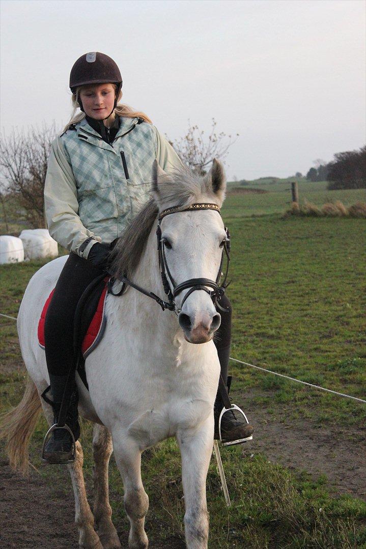 Tysk Sportspony Harry billede 12