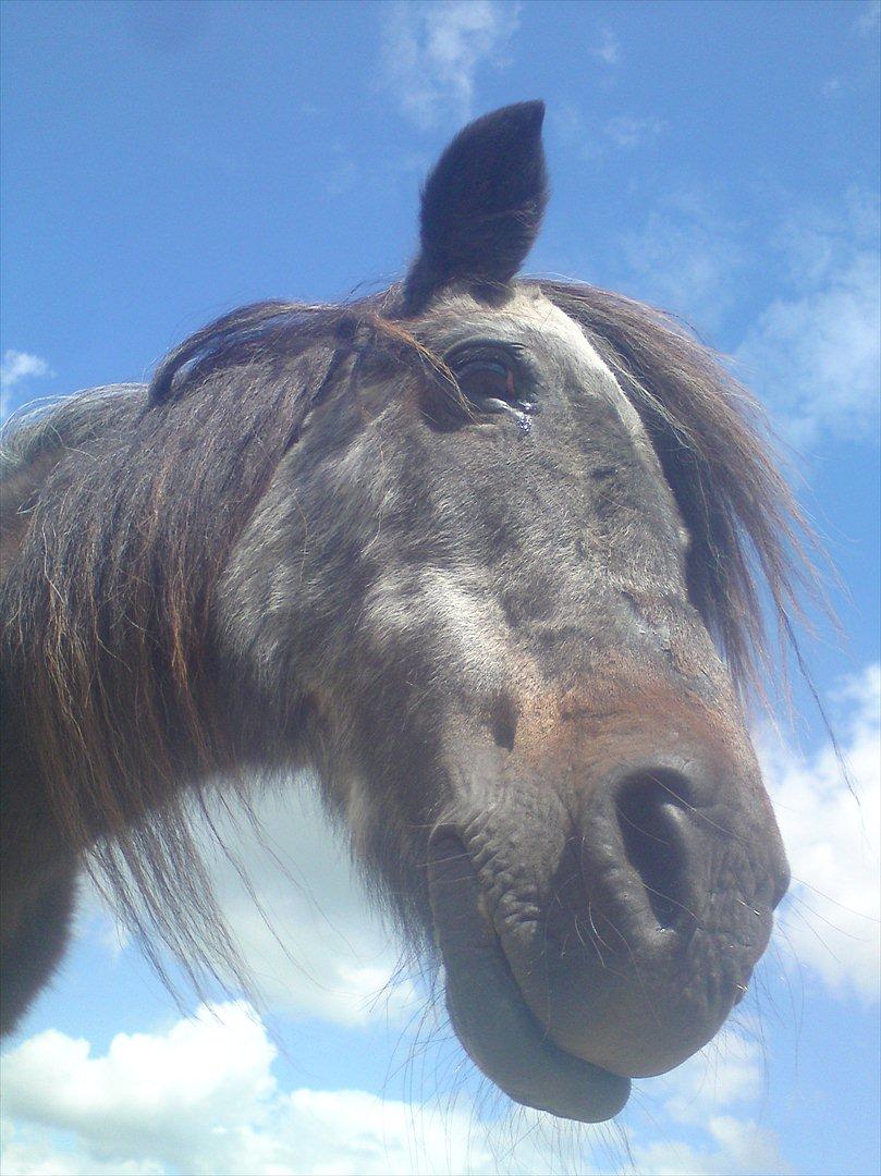 Shetlænder Bamse *R.I.P* 26/1 2012 :/ - Bamses hovede - sommer 2011 :) billede 2