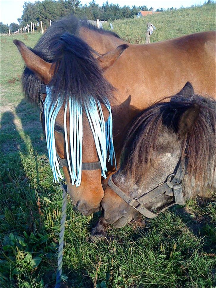 Shetlænder Bamse *R.I.P* 26/1 2012 :/ - Bamse og hendes søn, Tawra :) billede 17