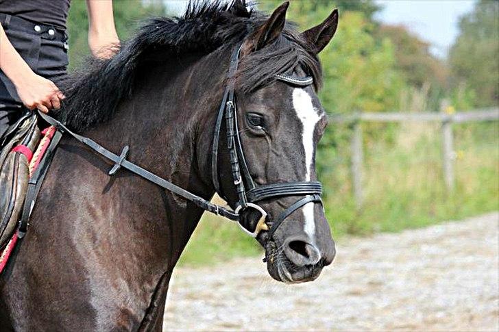 Anden særlig race Shotterfly Honey Tidl. Hest billede 17