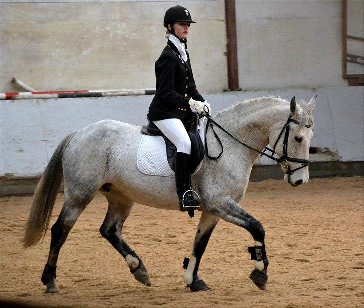 Anden særlig race Moody Bluse - Dressur stævne på Rideklubben Hadsund.
- Billede taget af: Line Mortensen.  billede 2