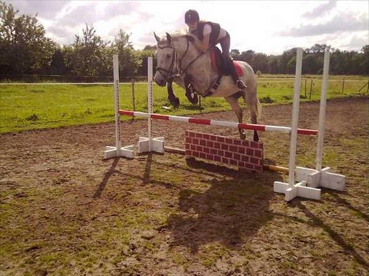 Anden særlig race Moody Bluse - Springundervisning. billede 3