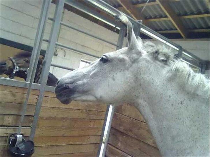 Anden særlig race Moody Bluse - Noget spændene :-) billede 5