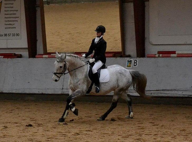 Anden særlig race Moody Bluse - Dressur stæve på Rideklubben Hadsund.
- Billedet er taget af: Line Mortensen. billede 6