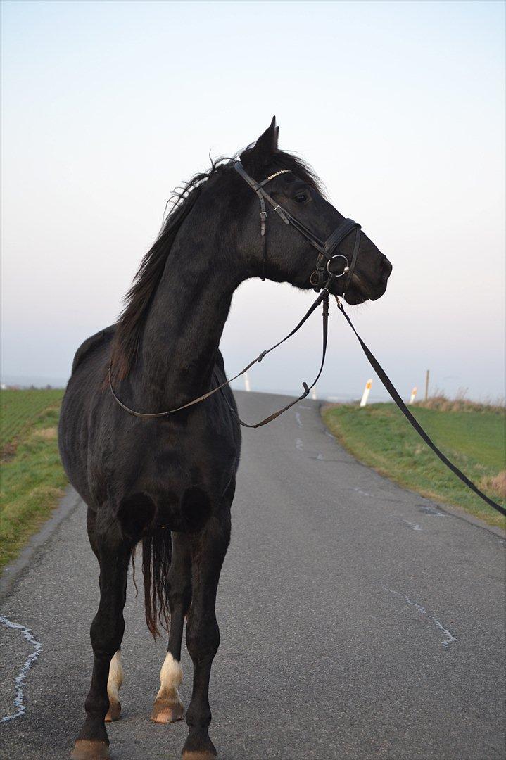 Dansk Varmblod Kastlund Diango (Solgt) billede 10
