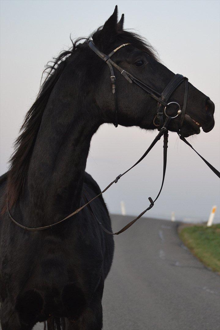 Dansk Varmblod Kastlund Diango (Solgt) billede 11