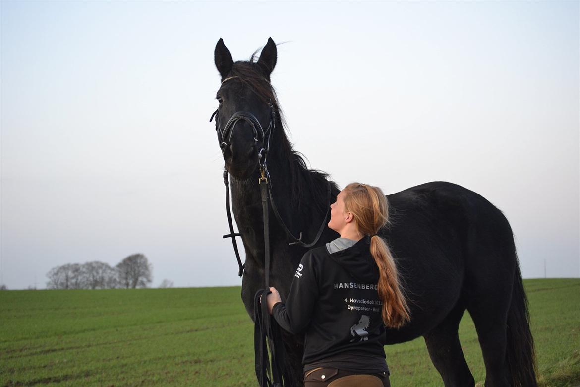 Dansk Varmblod Kastlund Diango (Solgt) billede 12