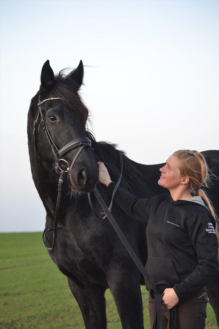 Dansk Varmblod Kastlund Diango (Solgt) billede 13